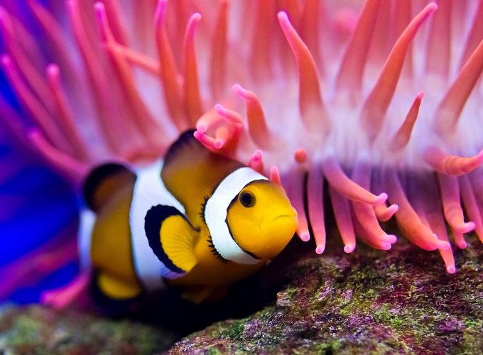 Wallpaper Clownfish, diving, Red sea, coral, World&244356643